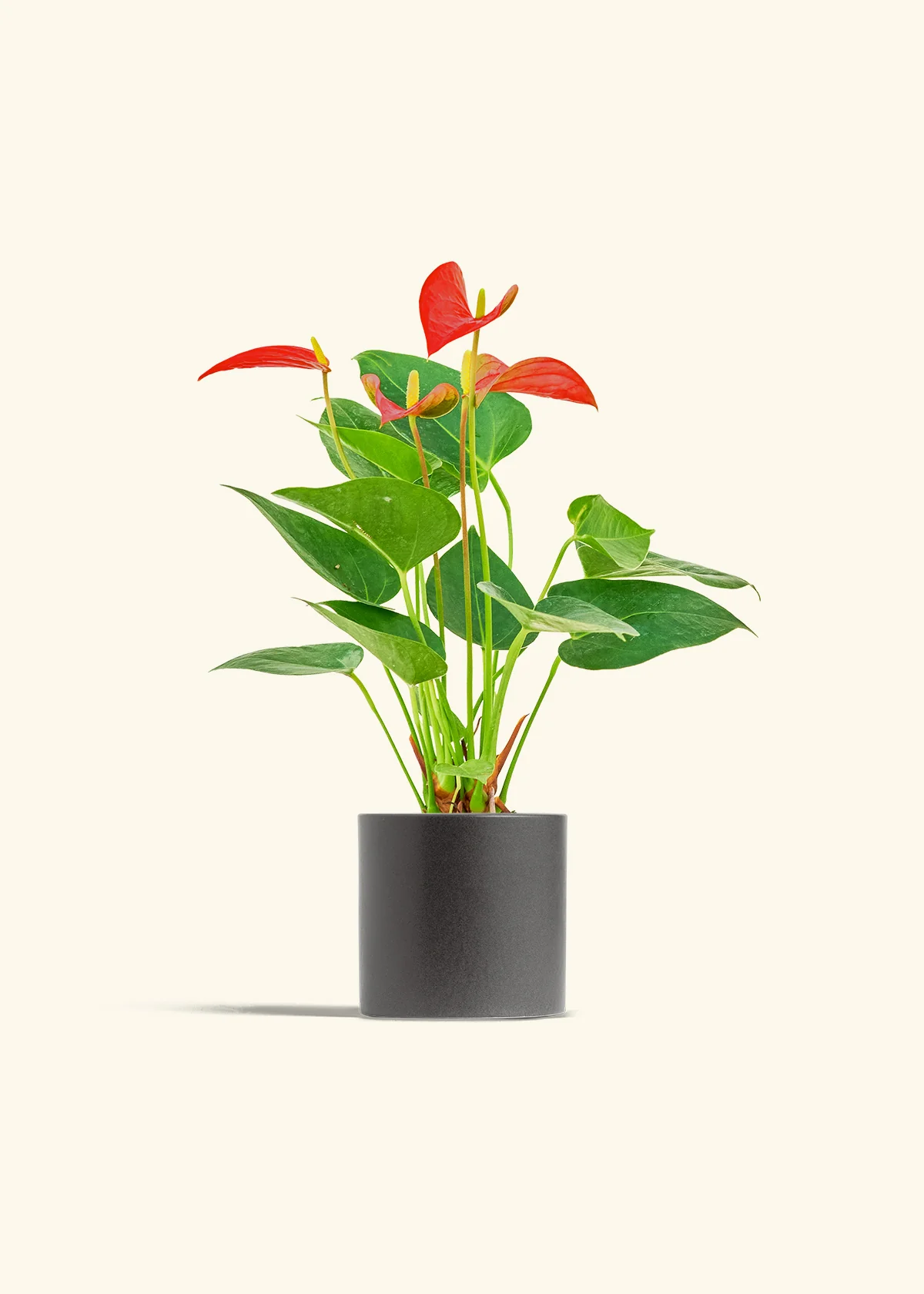Anthurium 'Red Flamingo' - Image 6