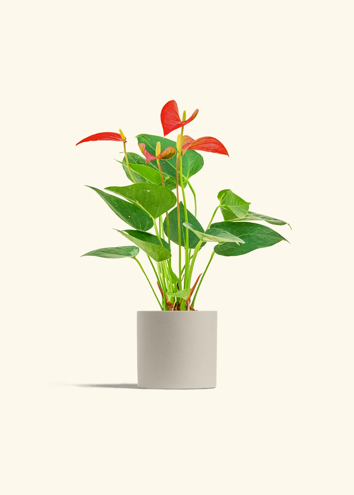 Anthurium 'Red Flamingo' - Image 7