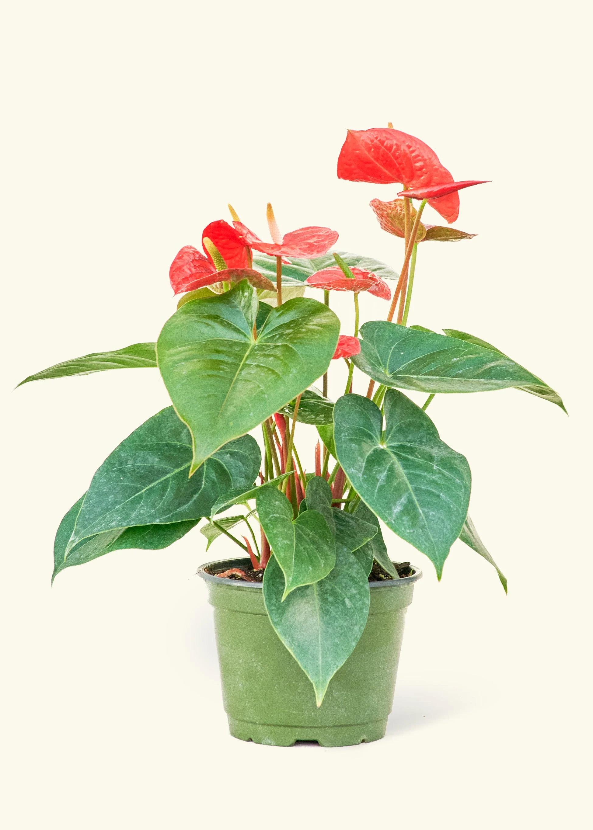 Anthurium 'Red Flamingo' - Image 8