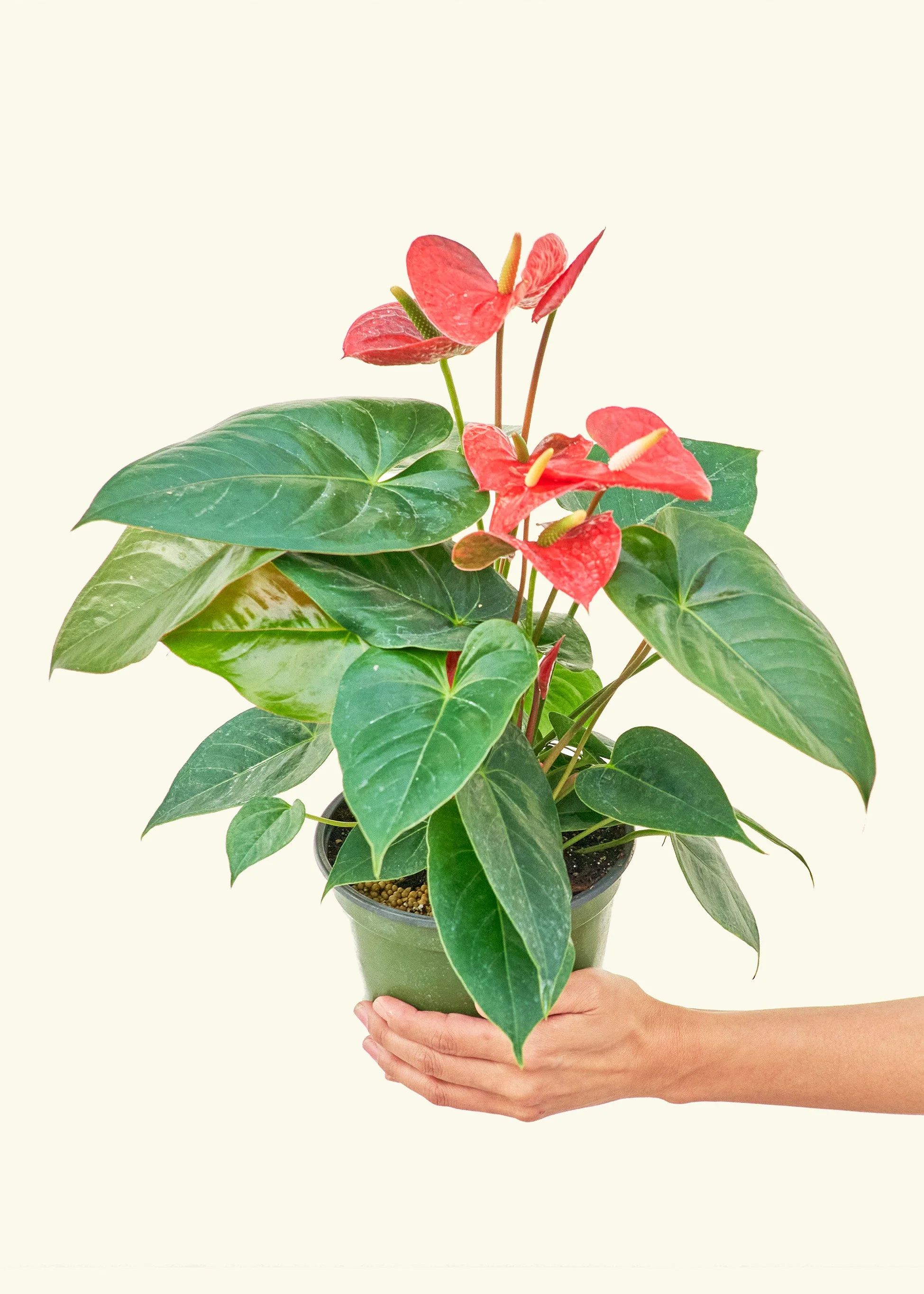 Anthurium 'Red Flamingo' - Image 9