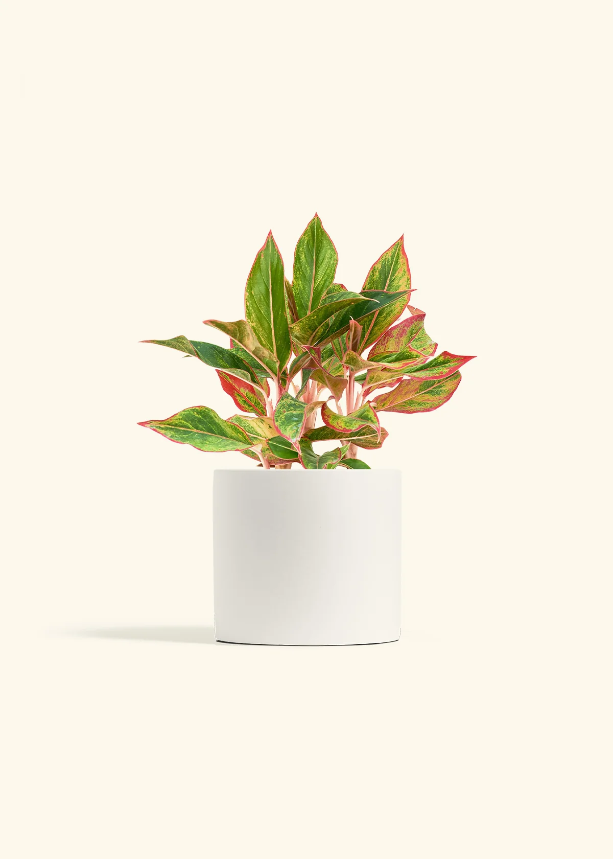 Red Chinese Evergreen - Image 10