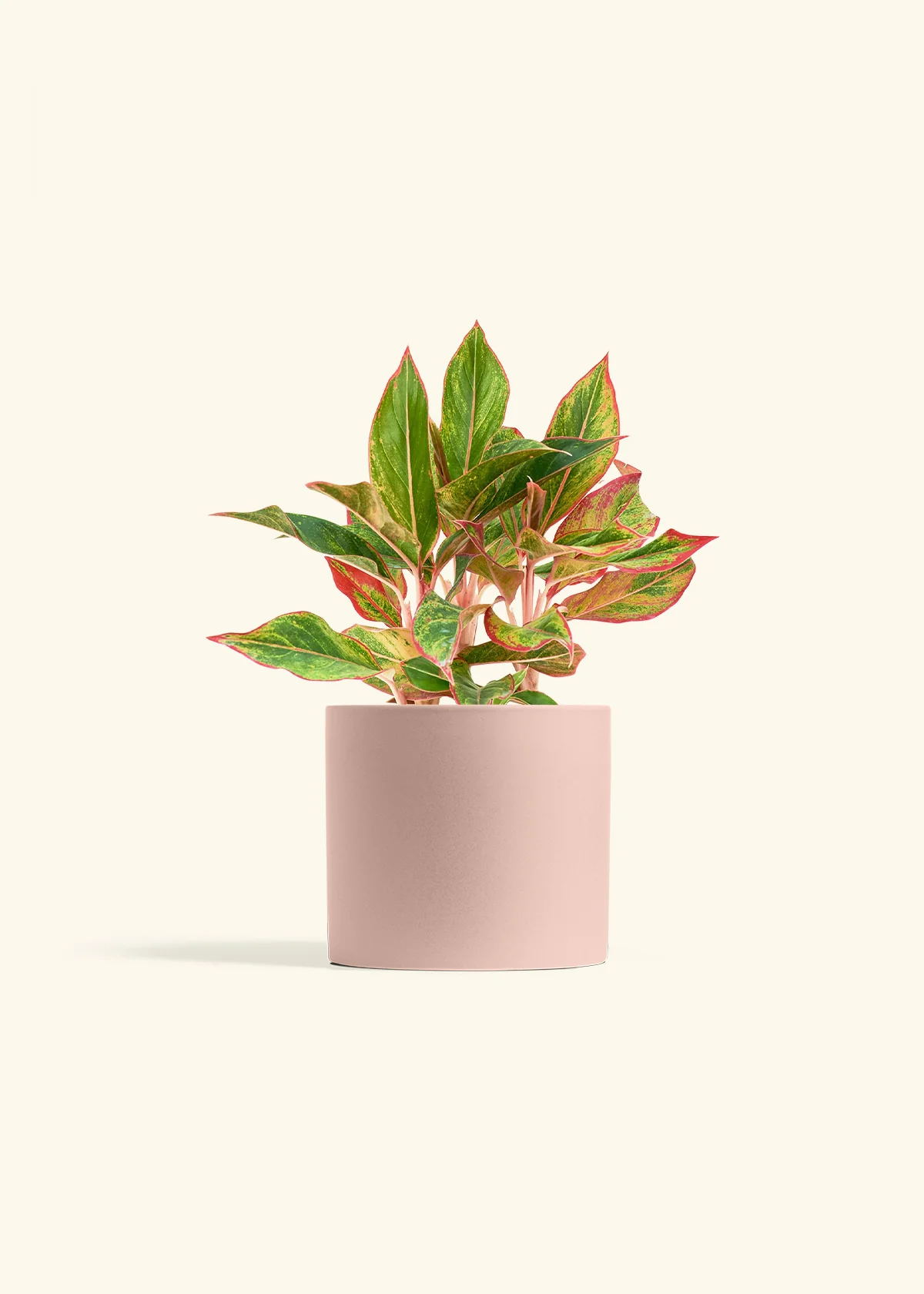Red Chinese Evergreen - Image 11