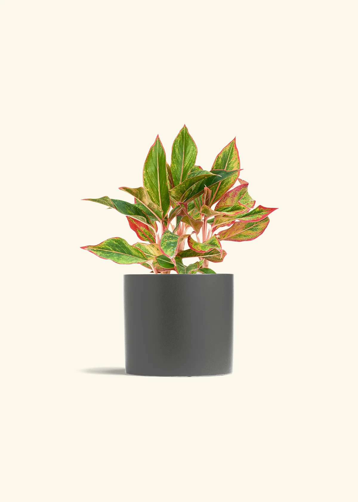 Red Chinese Evergreen - Image 12