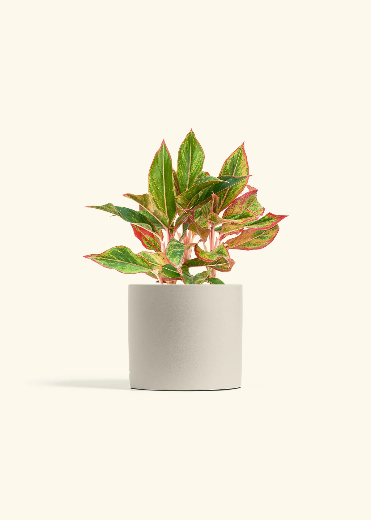 Red Chinese Evergreen - Image 13