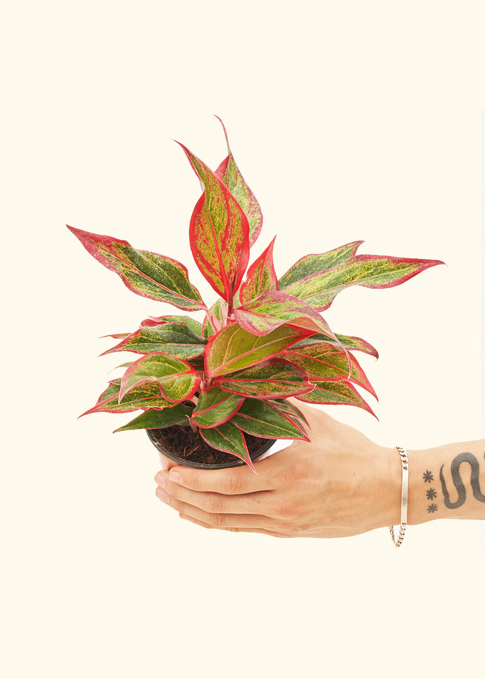 Red Chinese Evergreen - Image 3