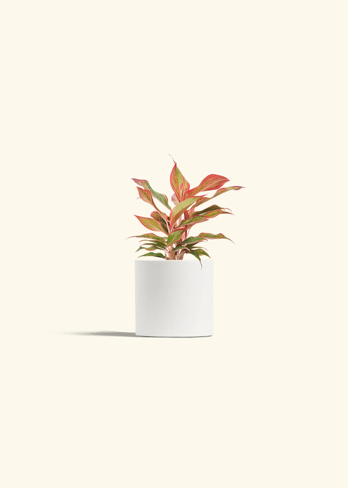 Red Chinese Evergreen - Image 4