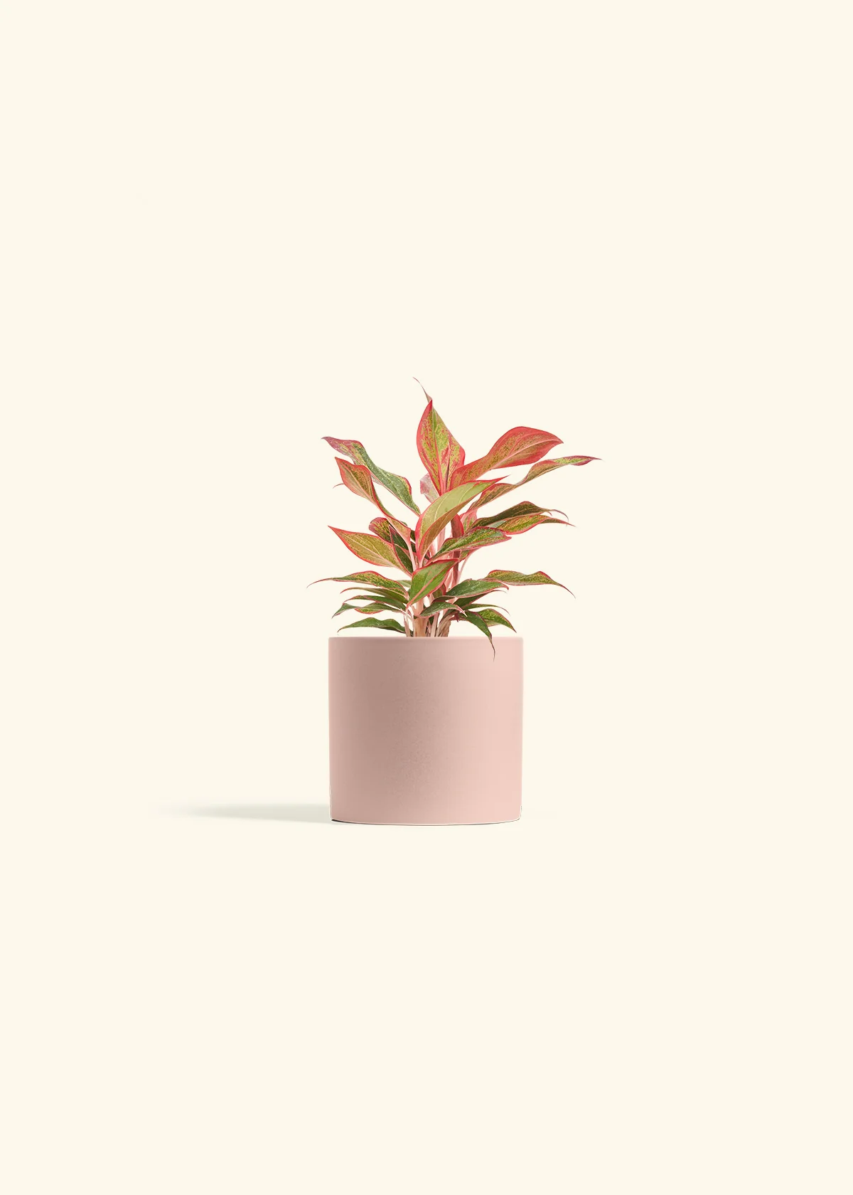Red Chinese Evergreen - Image 5