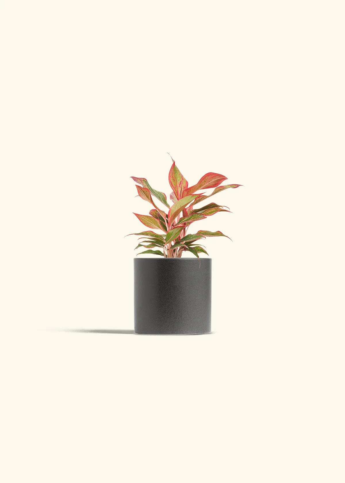 Red Chinese Evergreen - Image 6