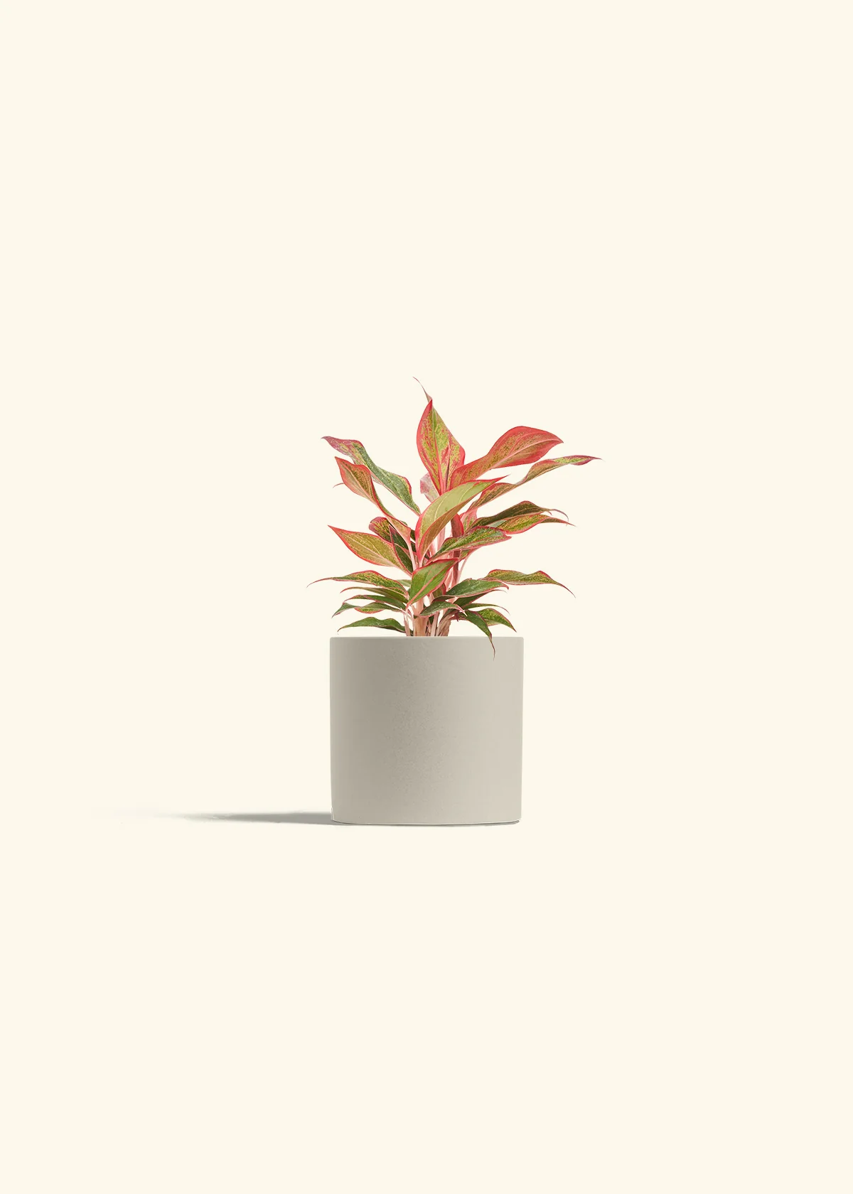 Red Chinese Evergreen - Image 7