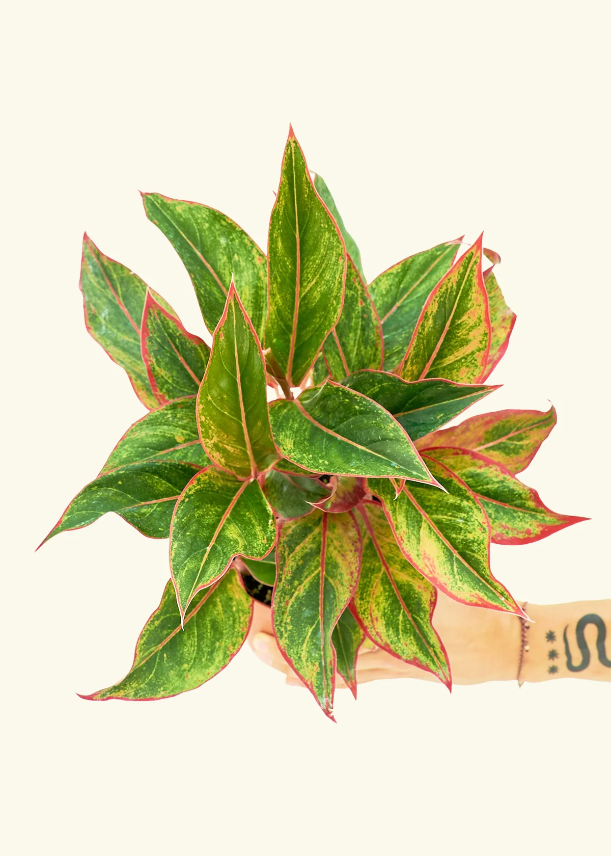 Red Chinese Evergreen - Image 8