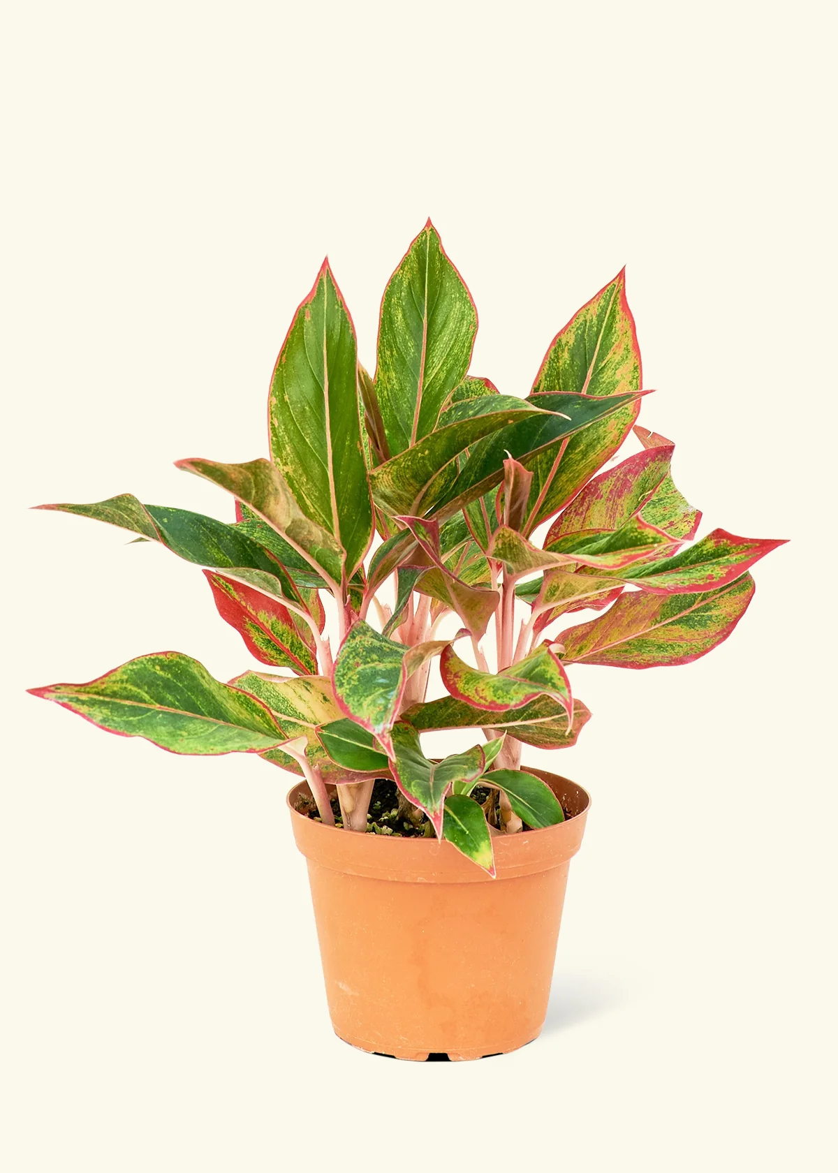 Red Chinese Evergreen - Image 9