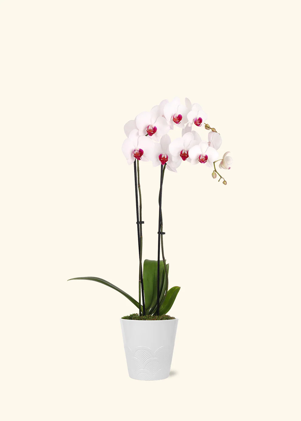 Red Lip Moth Orchid - Image 3