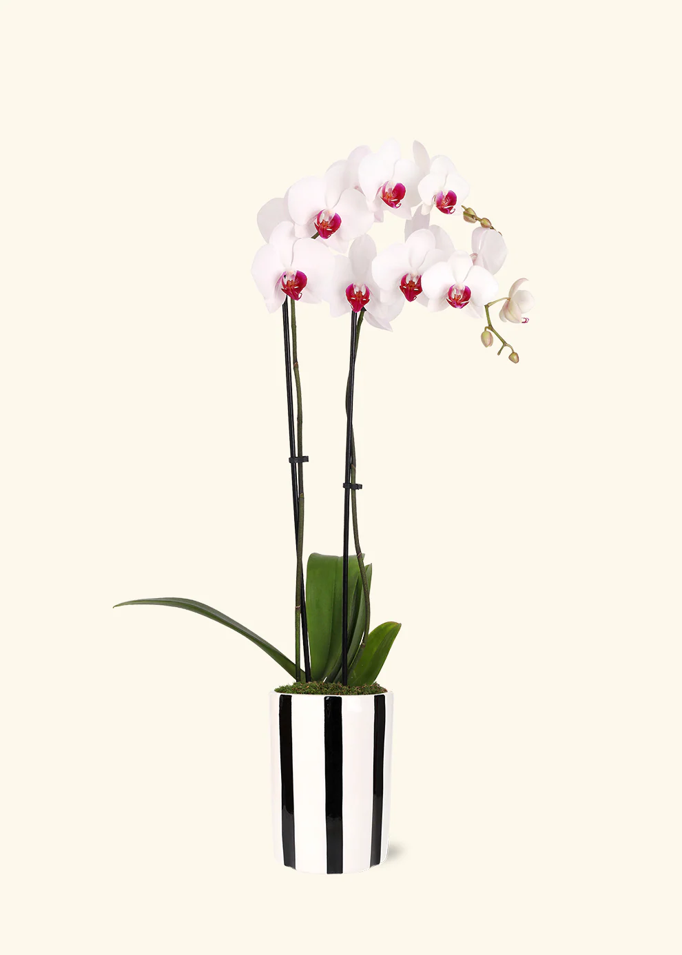 Red Lip Moth Orchid - Image 4