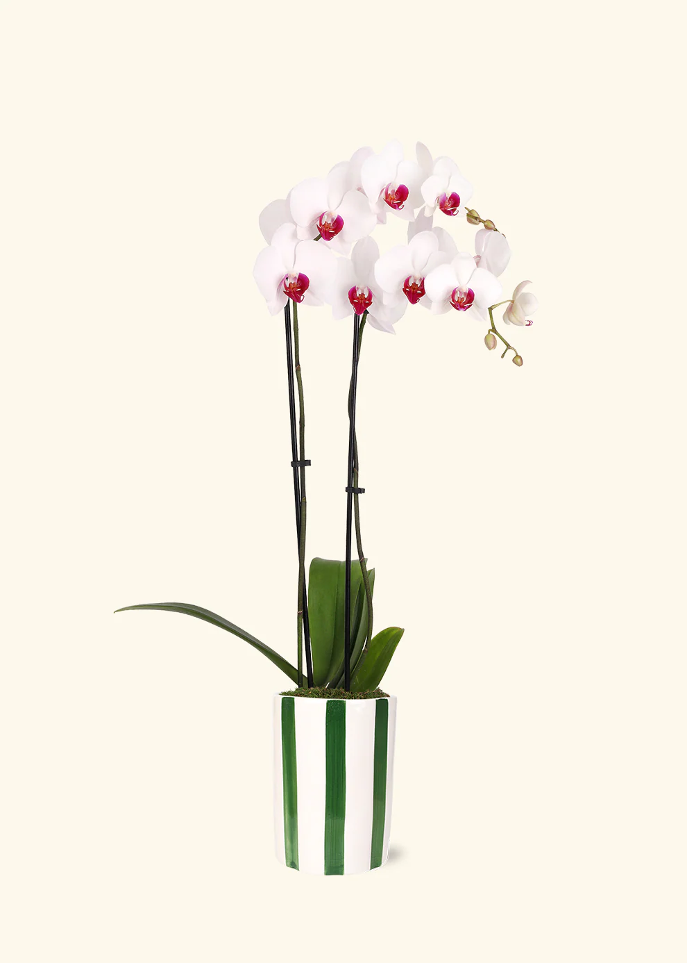 Red Lip Moth Orchid - Image 5