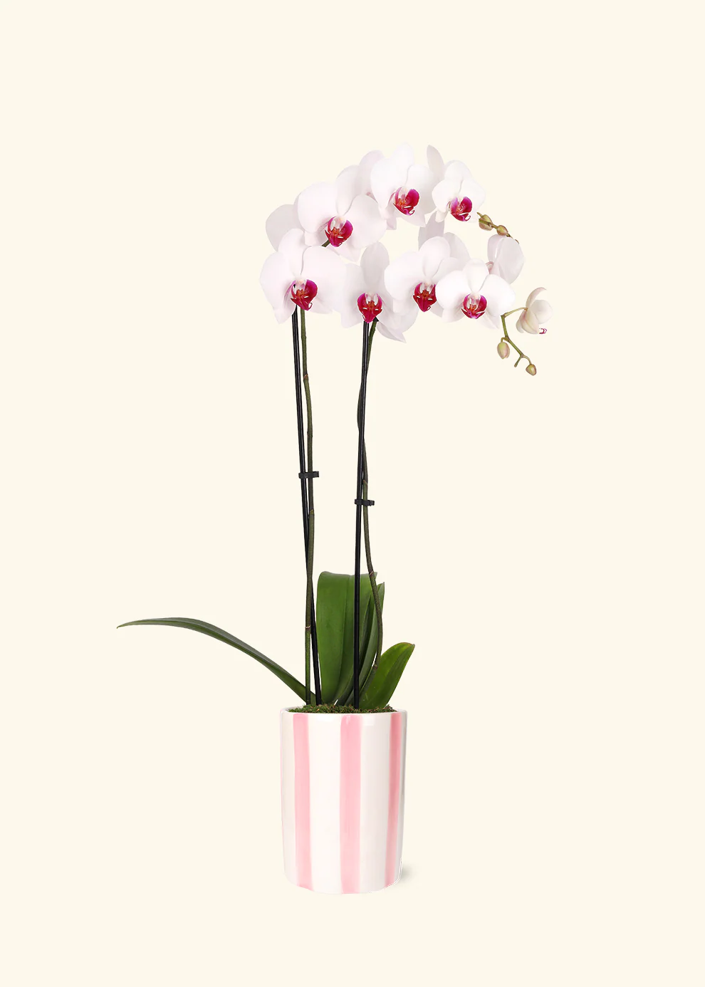Red Lip Moth Orchid - Image 6