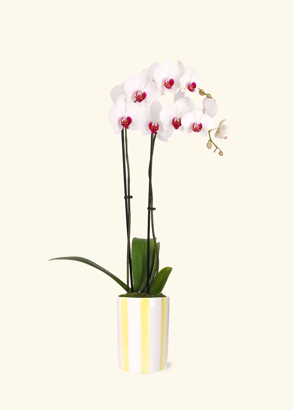 Red Lip Moth Orchid - Image 7