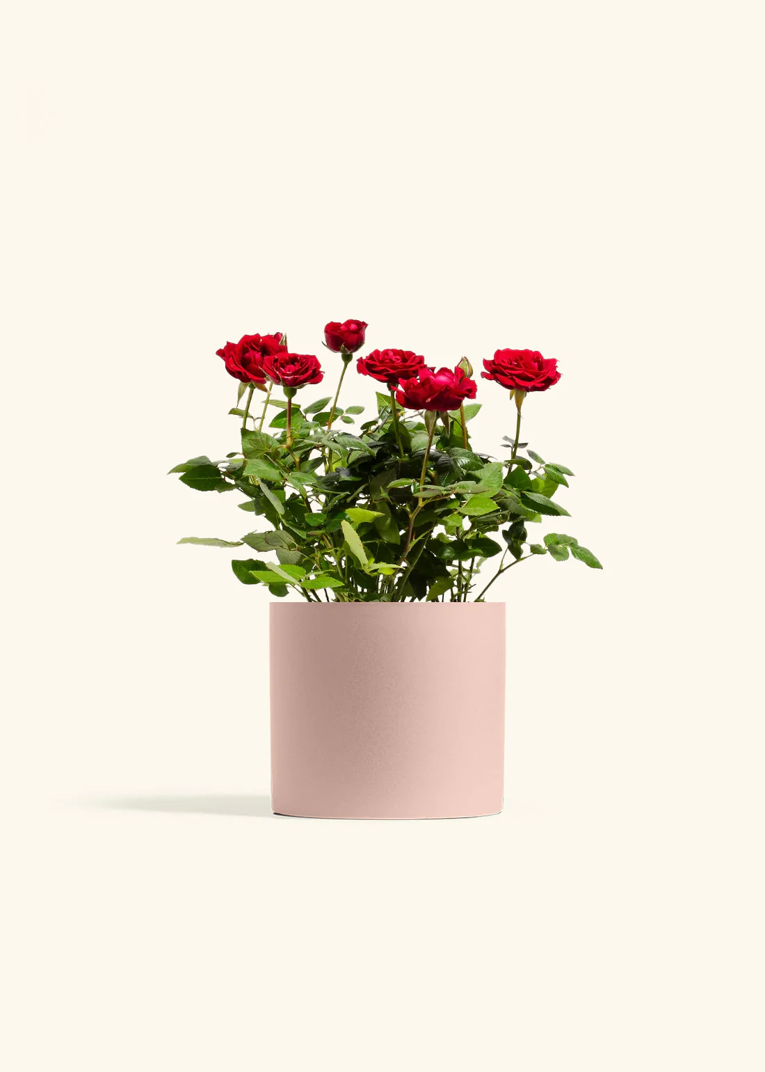 Red Mini Rose - Image 10