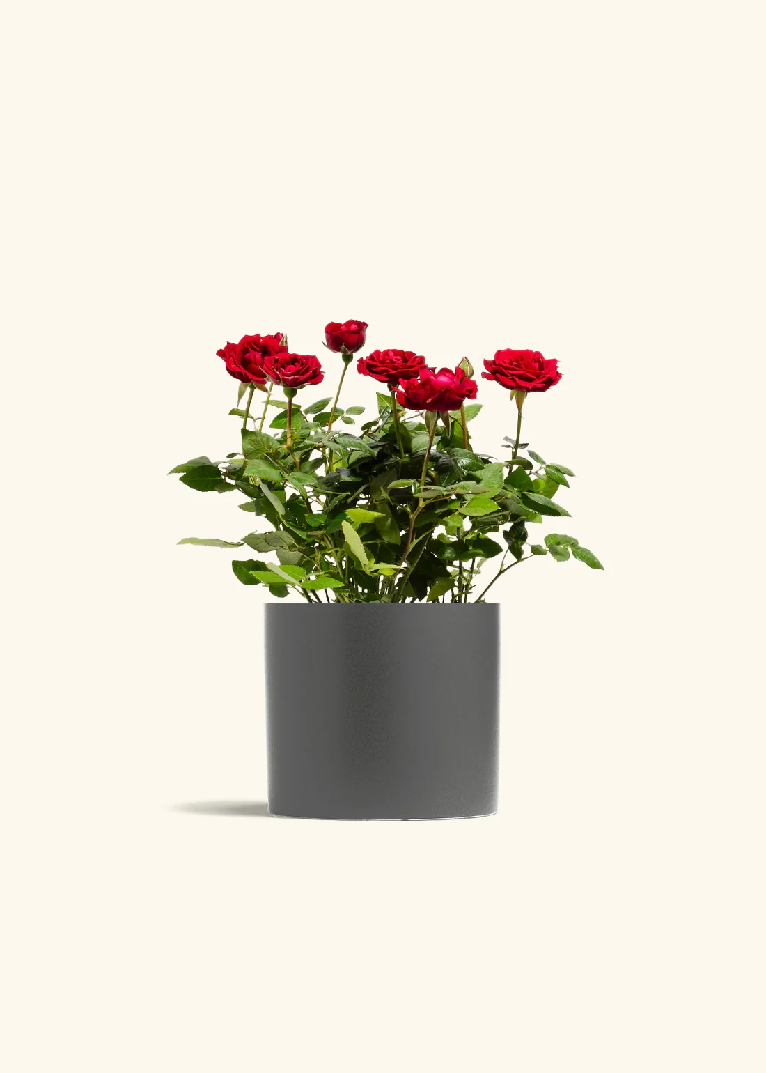 Red Mini Rose - Image 11