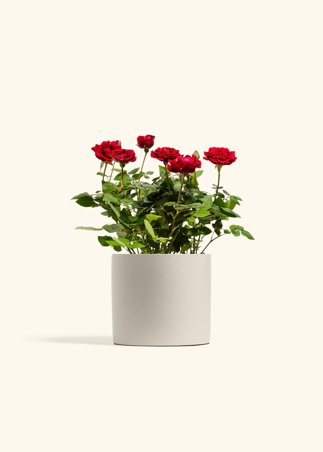 Red Mini Rose - Image 12