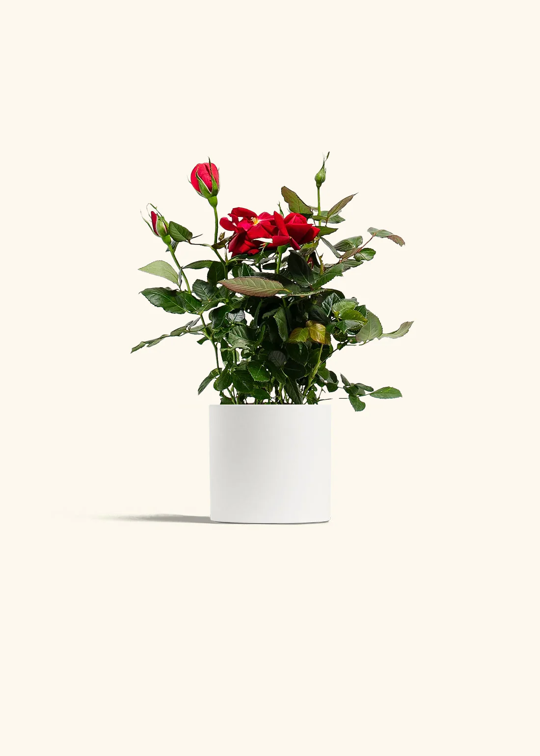 Red Mini Rose - Image 2