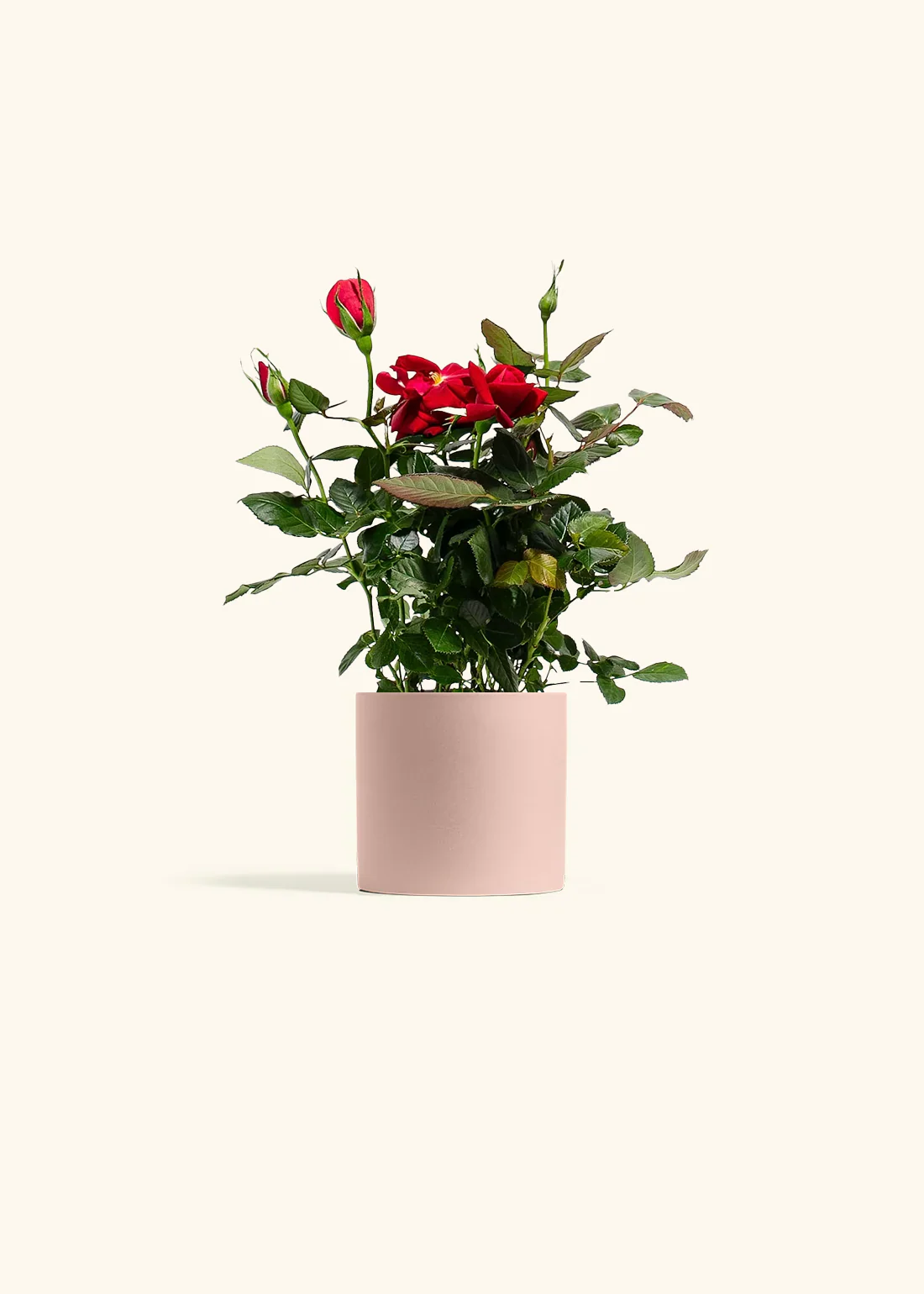 Red Mini Rose - Image 3