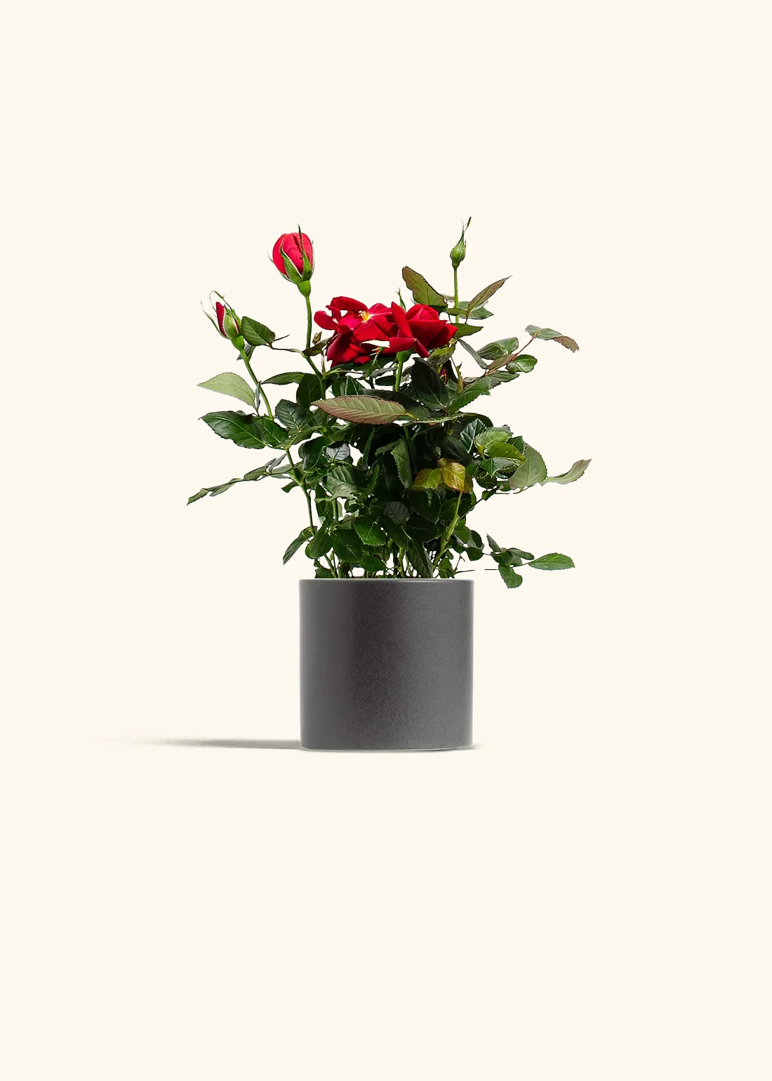 Red Mini Rose - Image 4