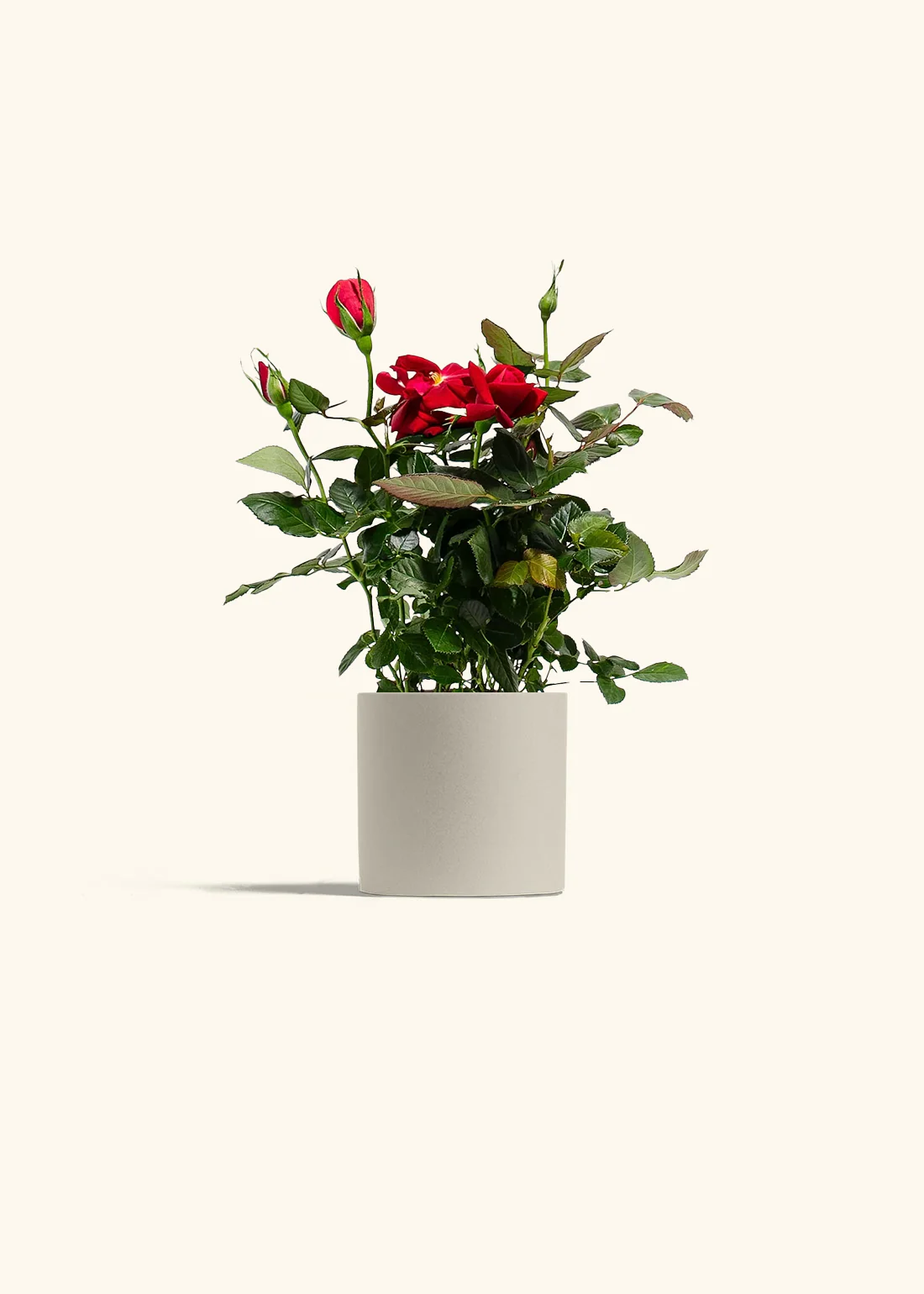 Red Mini Rose - Image 5