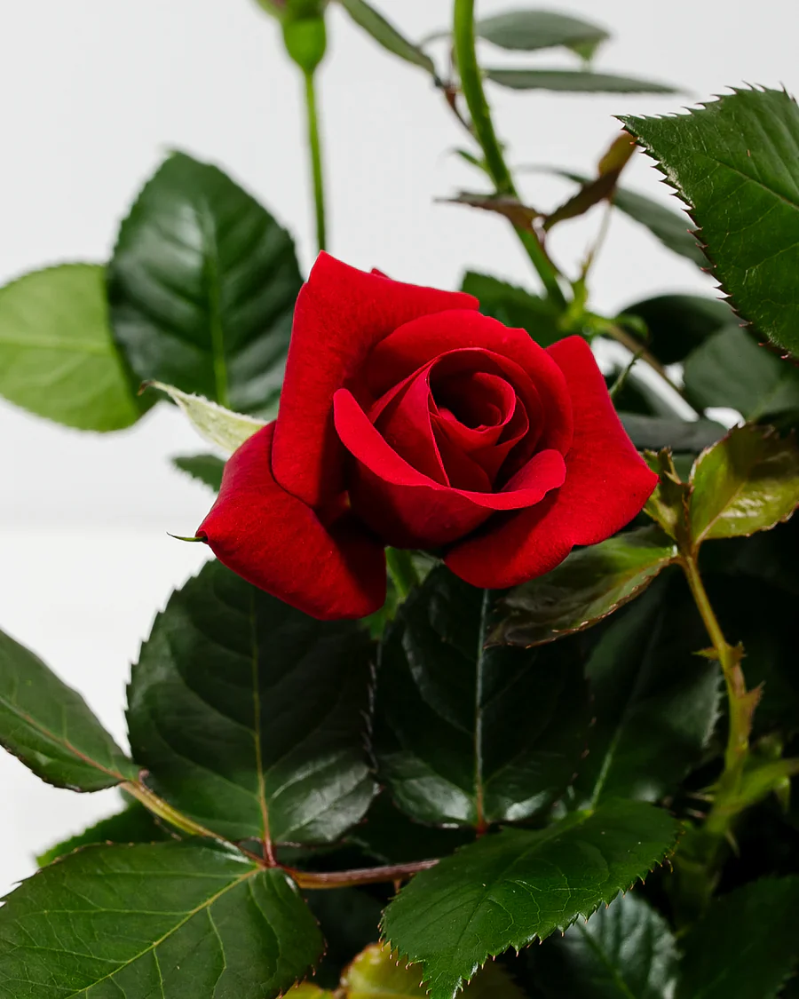 Red Mini Rose - Image 6