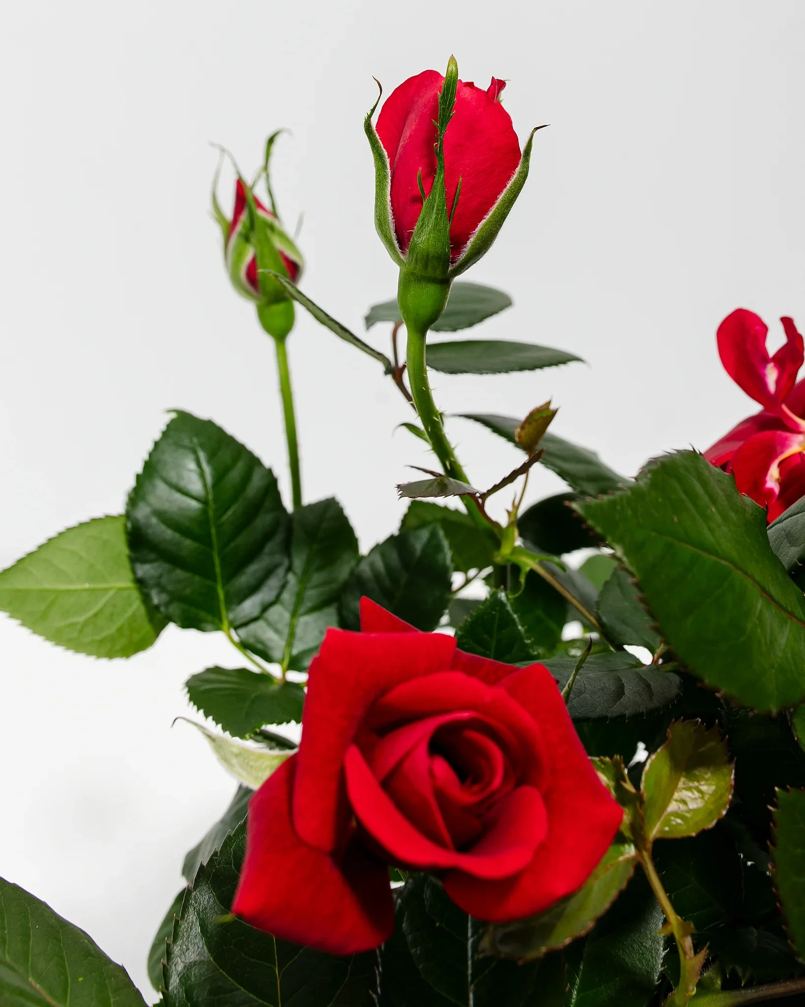 Red Mini Rose - Image 7