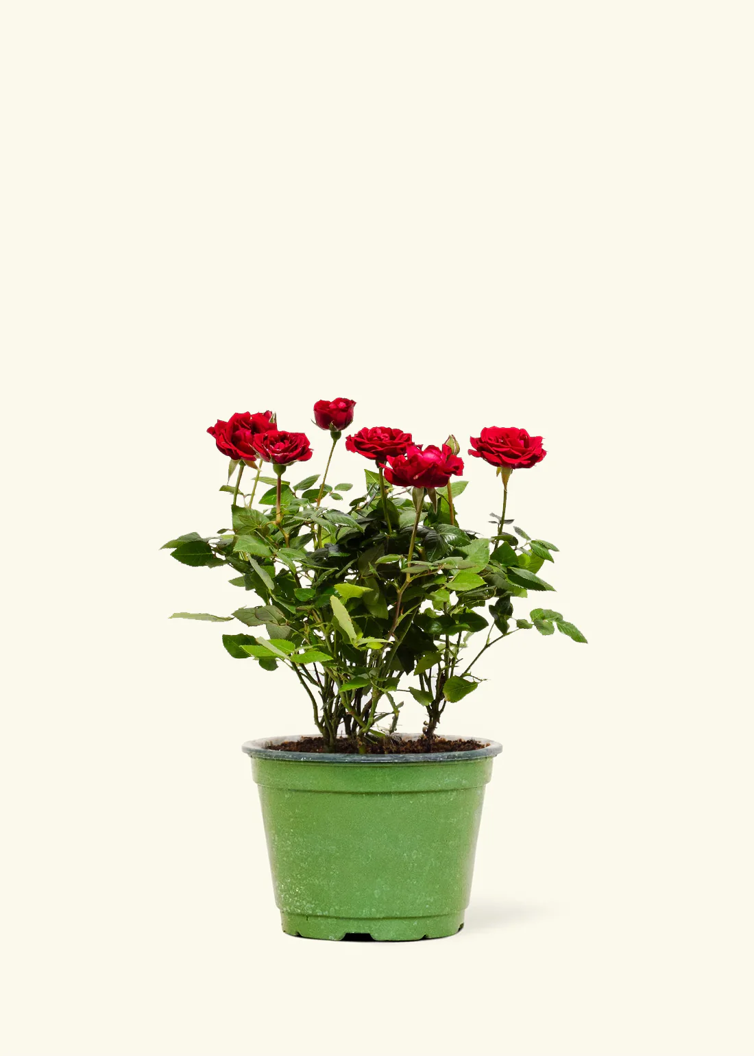 Red Mini Rose - Image 8