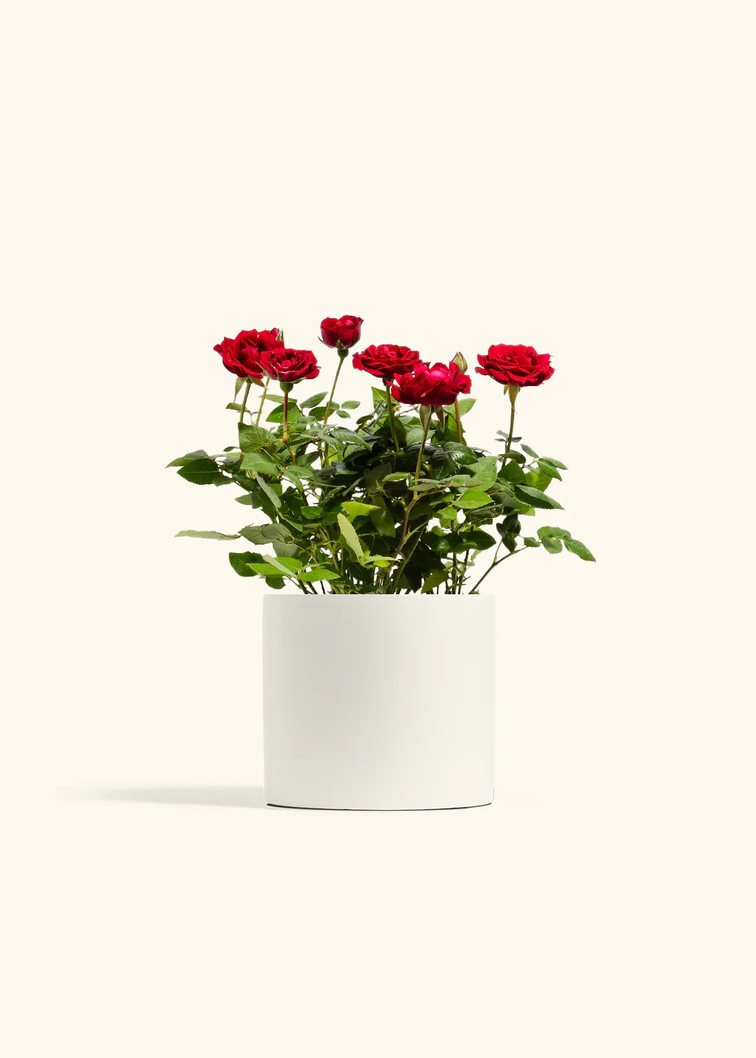 Red Mini Rose - Image 9