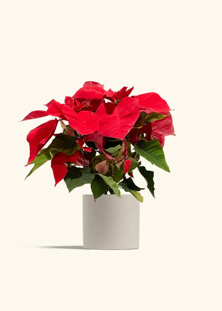Red Poinsettia - Image 10