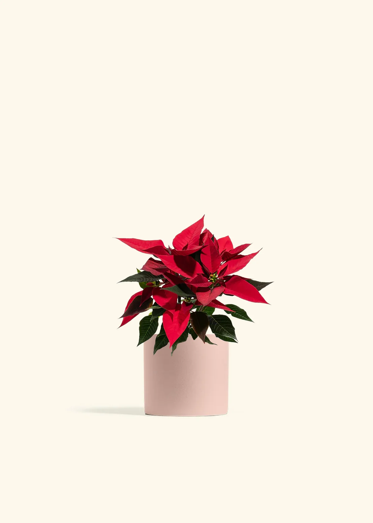Red Poinsettia - Image 3