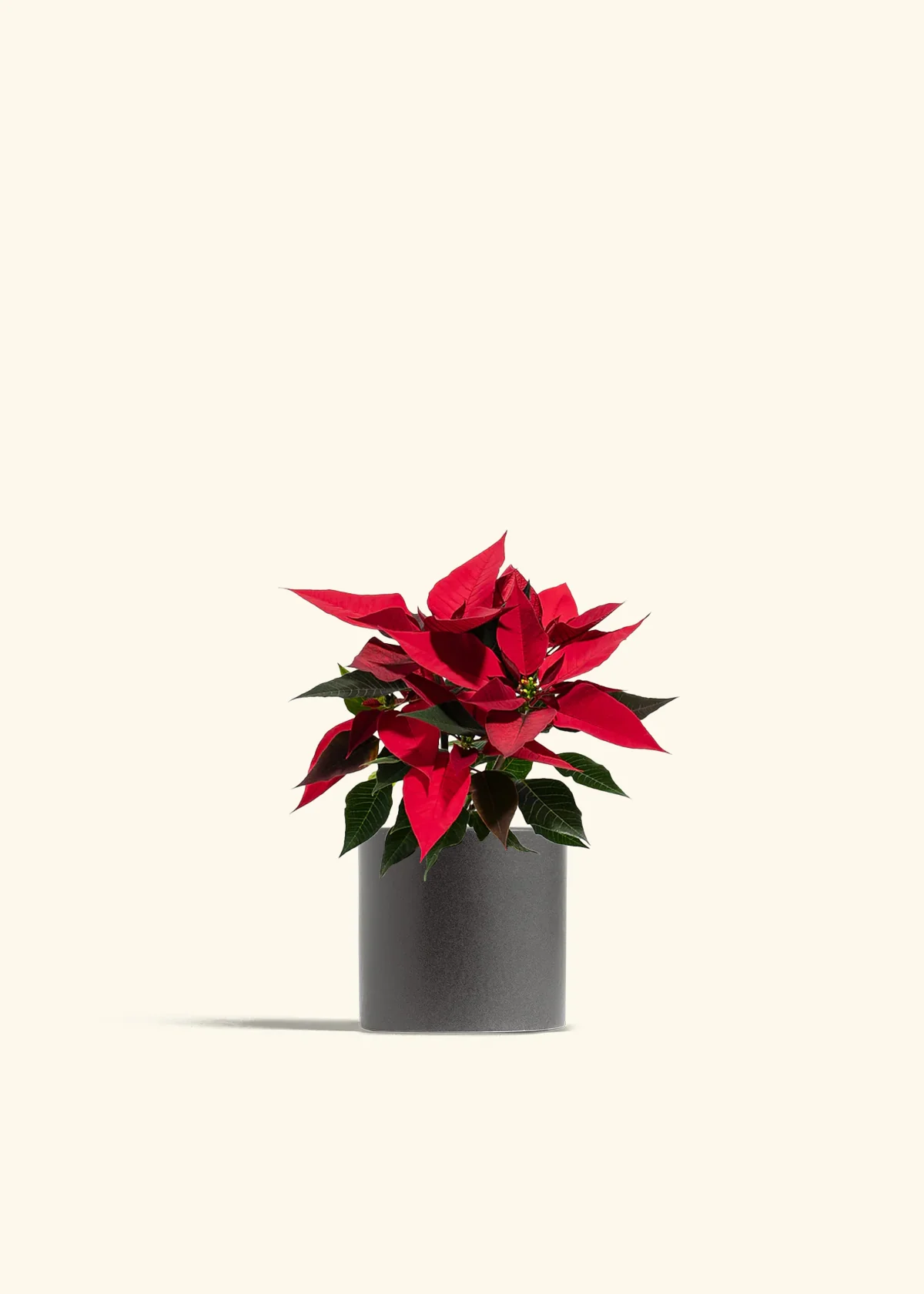 Red Poinsettia - Image 4
