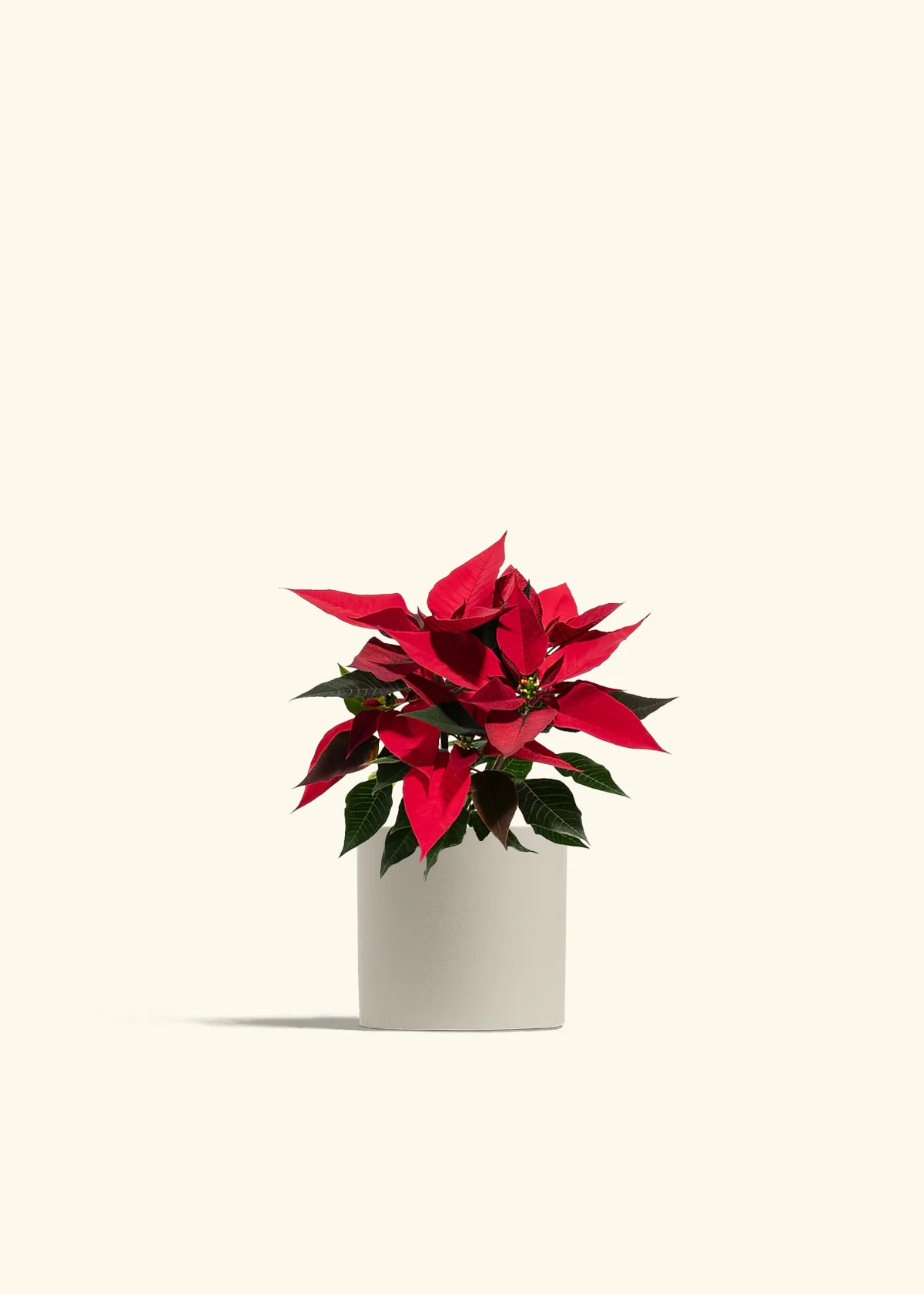 Red Poinsettia - Image 5