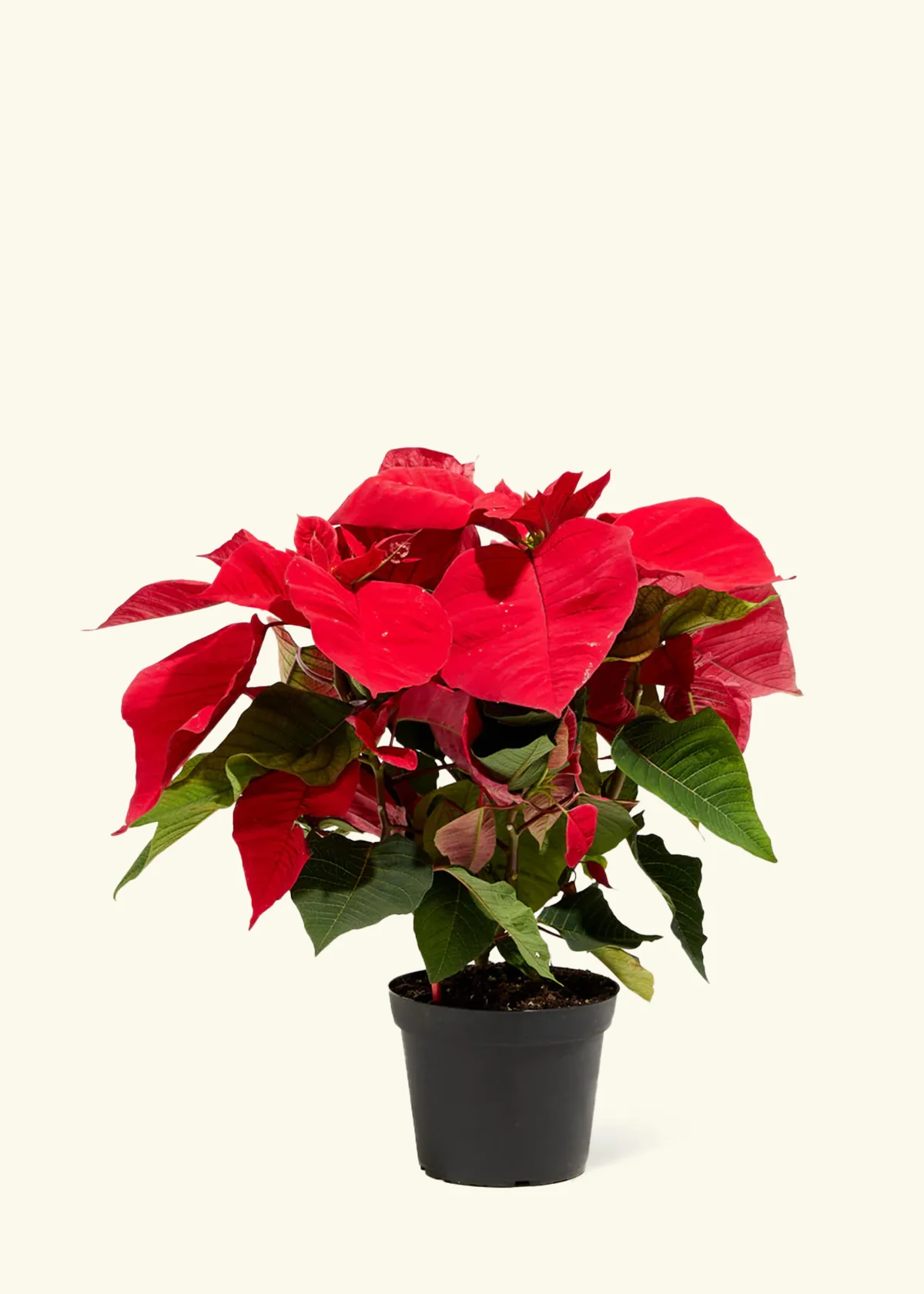 Red Poinsettia - Image 6