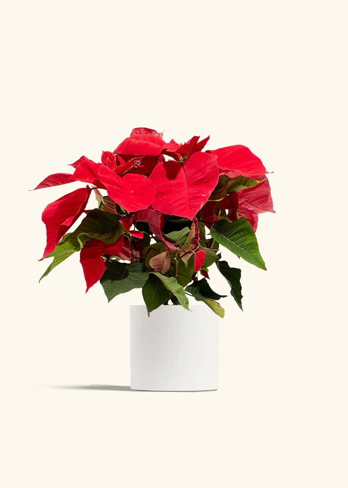 Red Poinsettia - Image 7