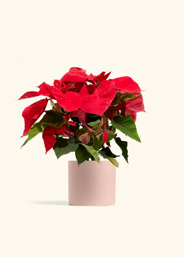 Red Poinsettia - Image 8