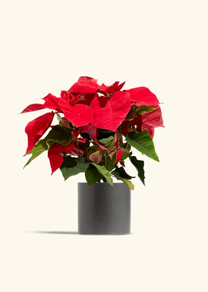 Red Poinsettia - Image 9