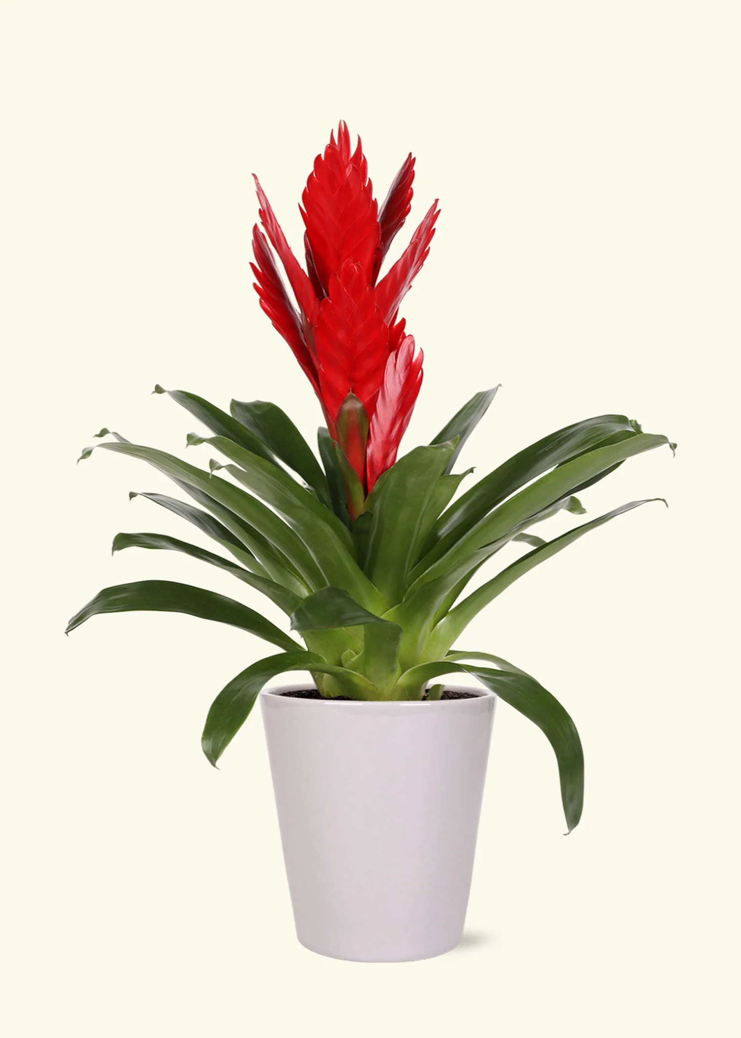 Red Bromeliad - Image 3