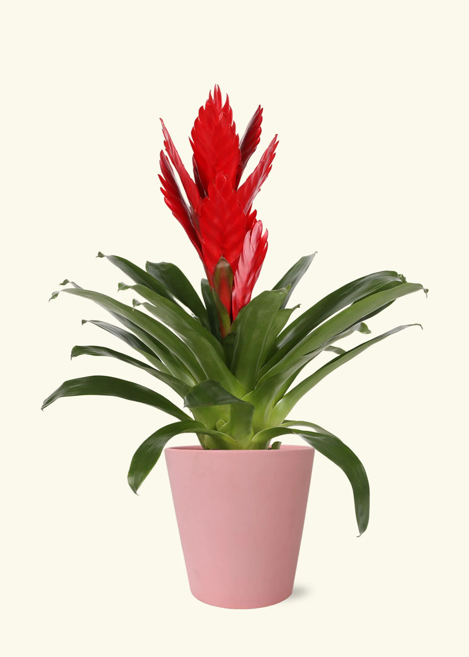Red Bromeliad - Image 4