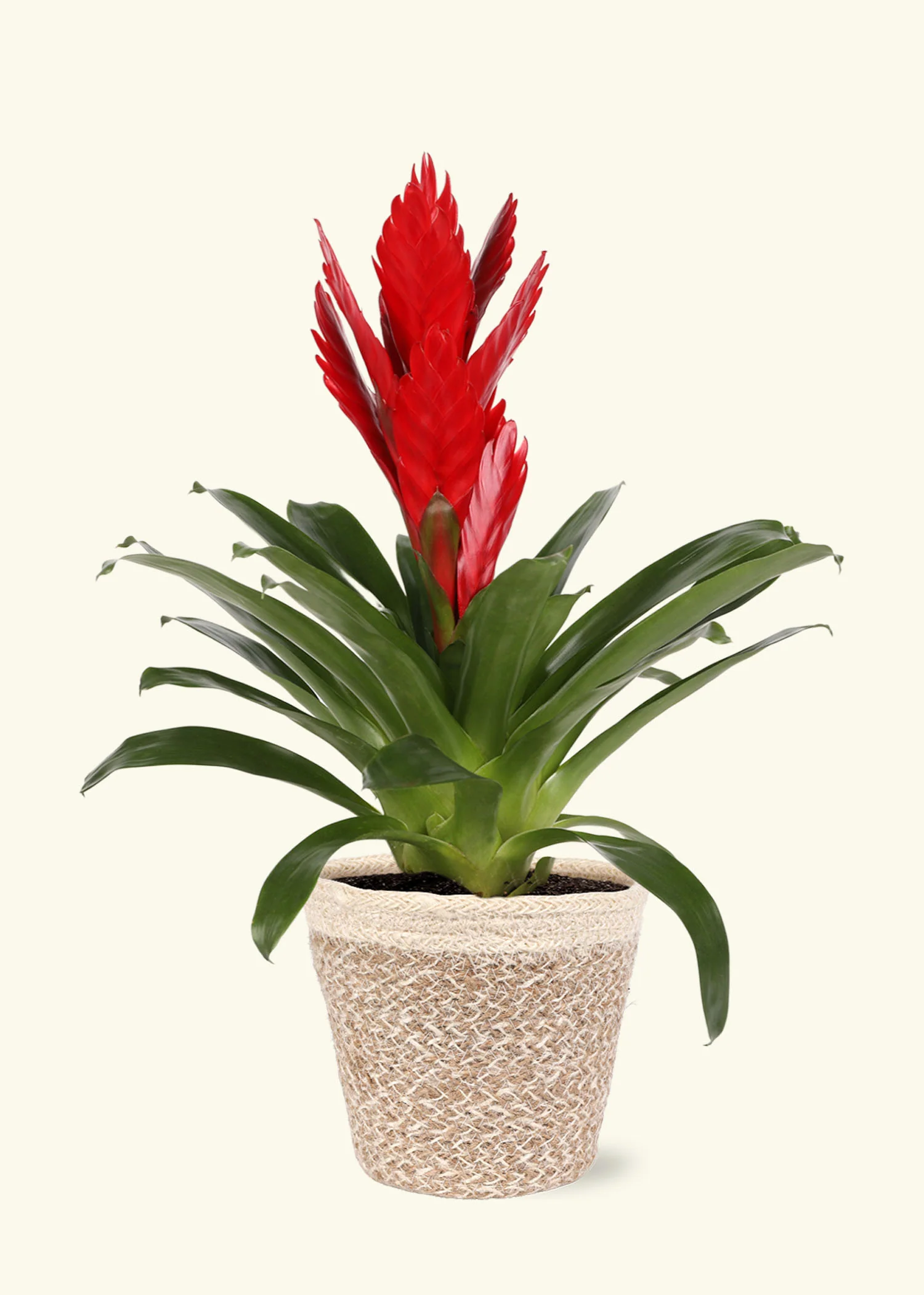 Red Bromeliad - Image 5
