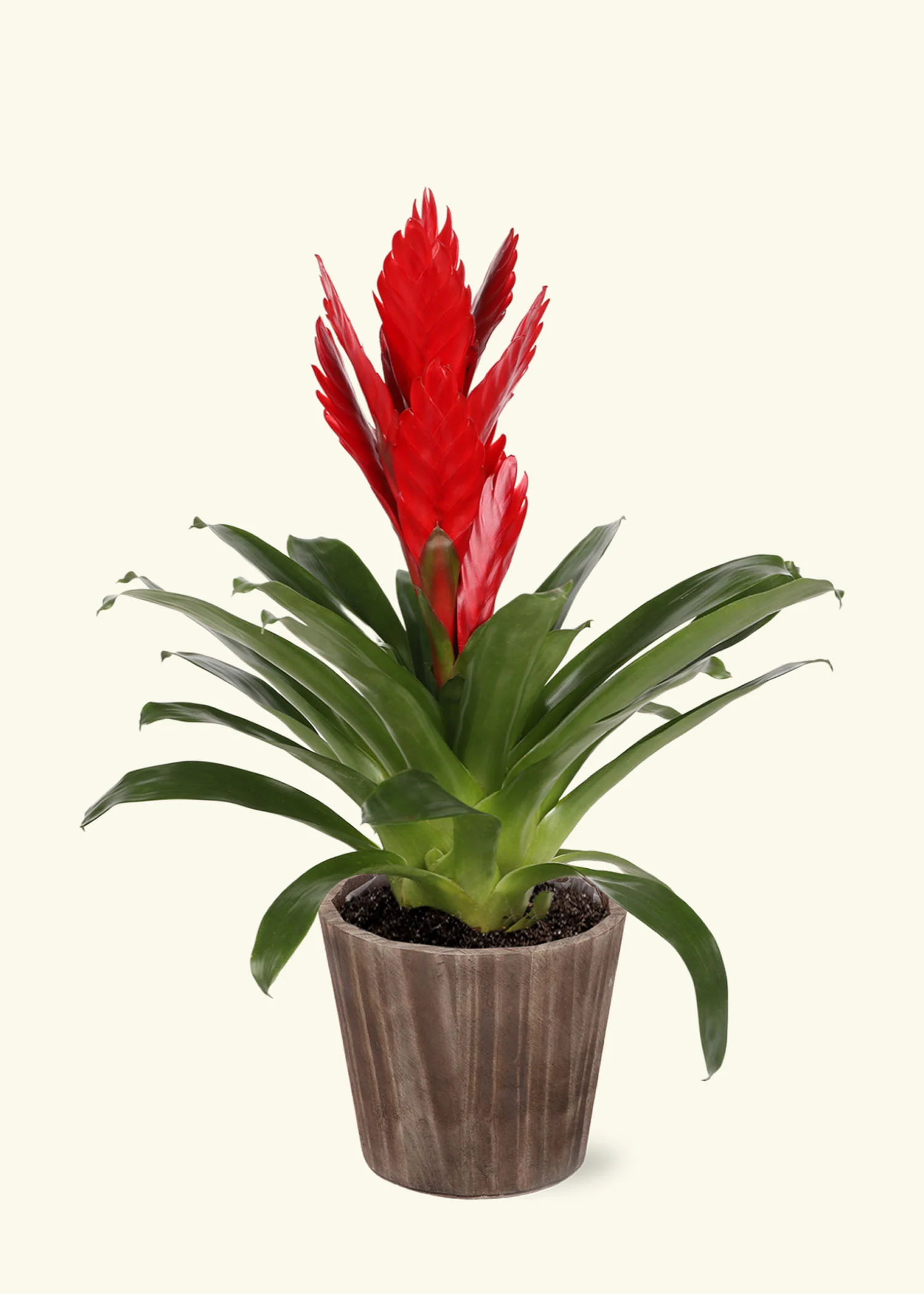 Red Bromeliad - Image 6