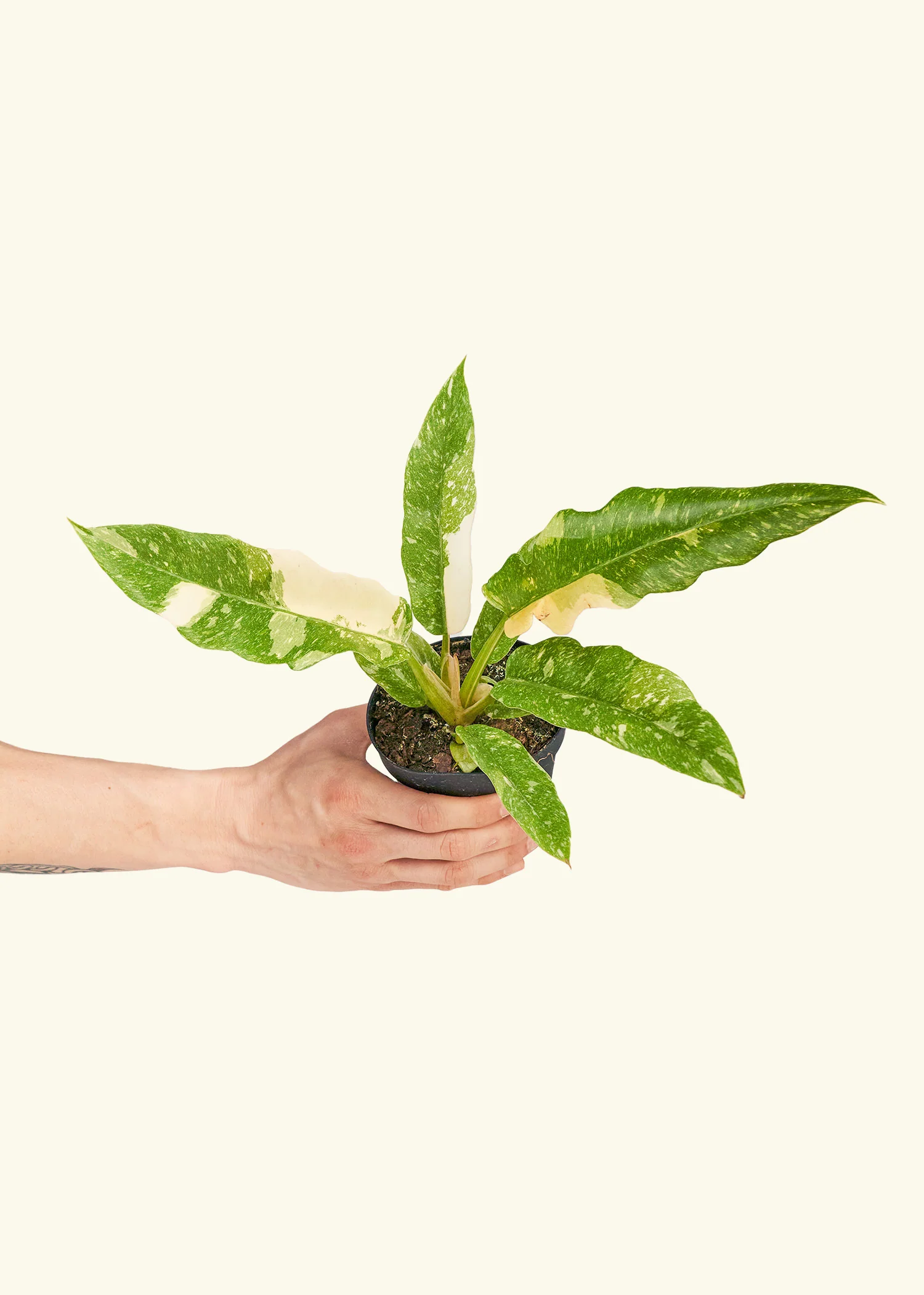 Philodendron 'Ring of Fire' - Image 3