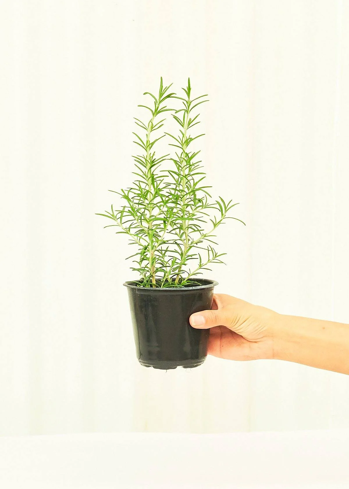 Rosemary, 4 pack - Image 3