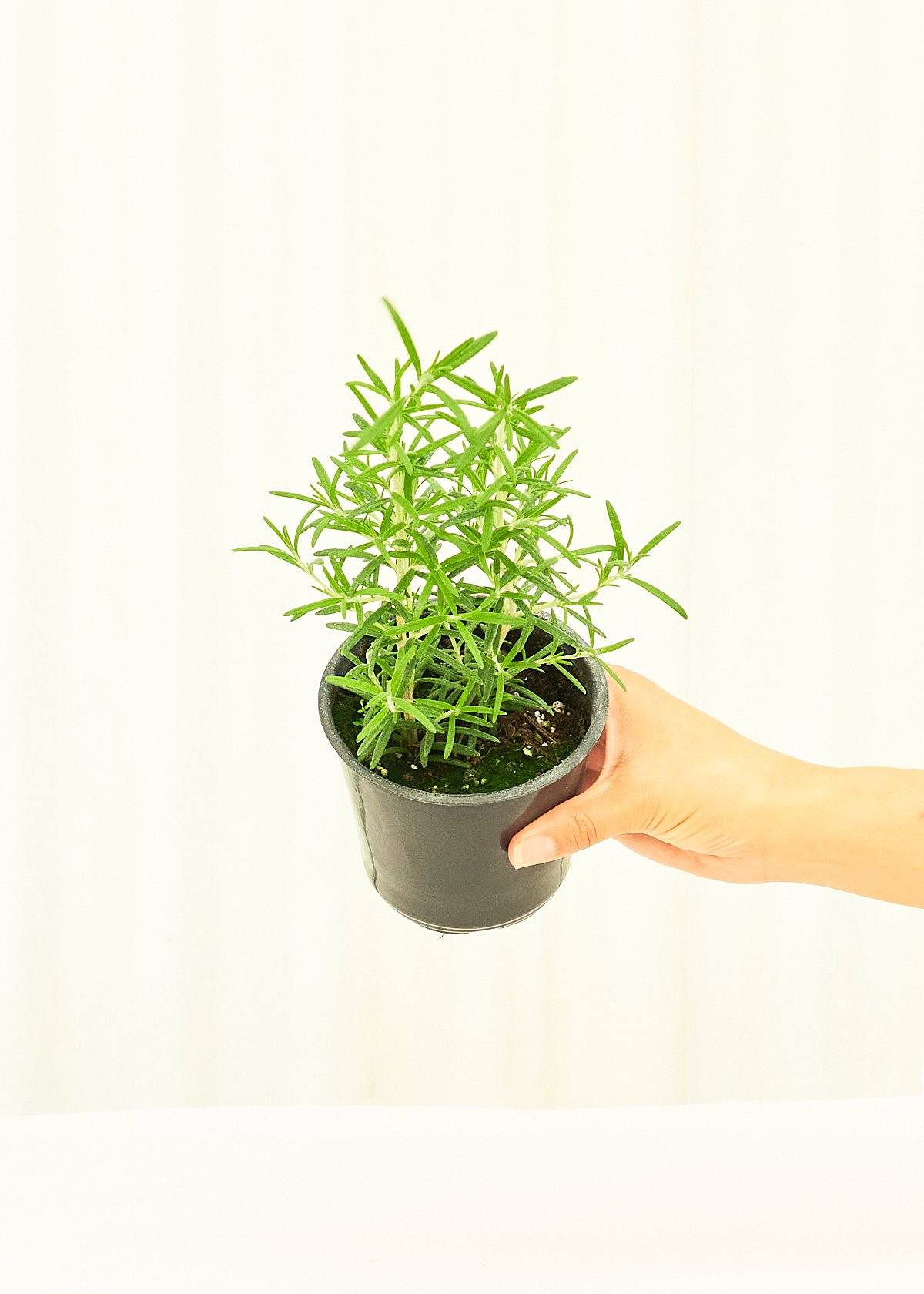 Rosemary, 4 pack - Image 4