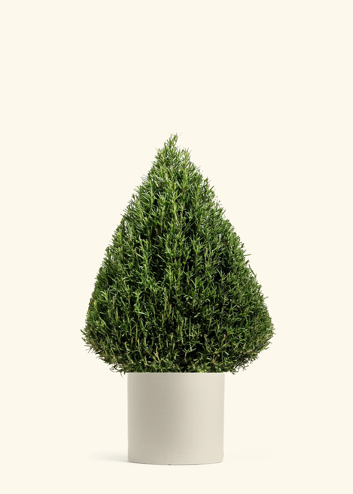 Rosemary Christmas Tree - Image 10