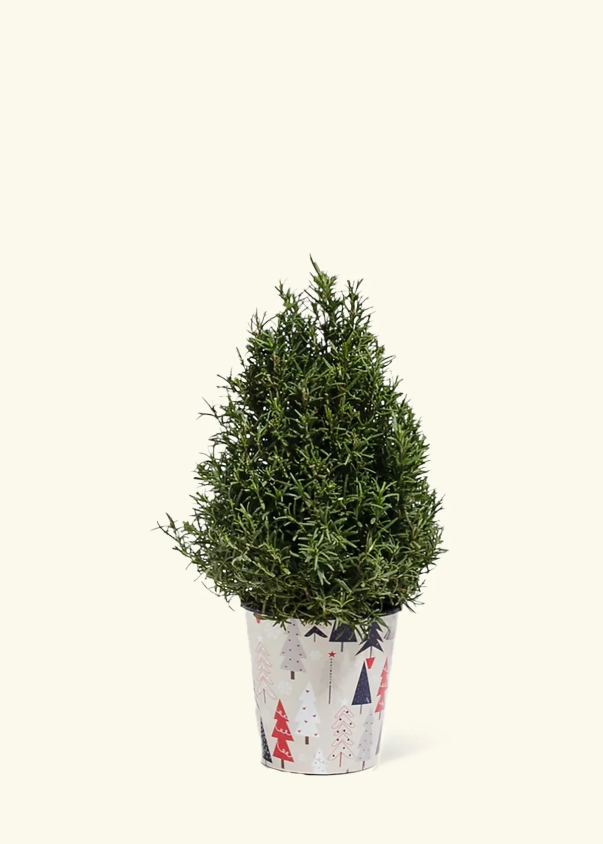 Rosemary Christmas Tree - Image 2