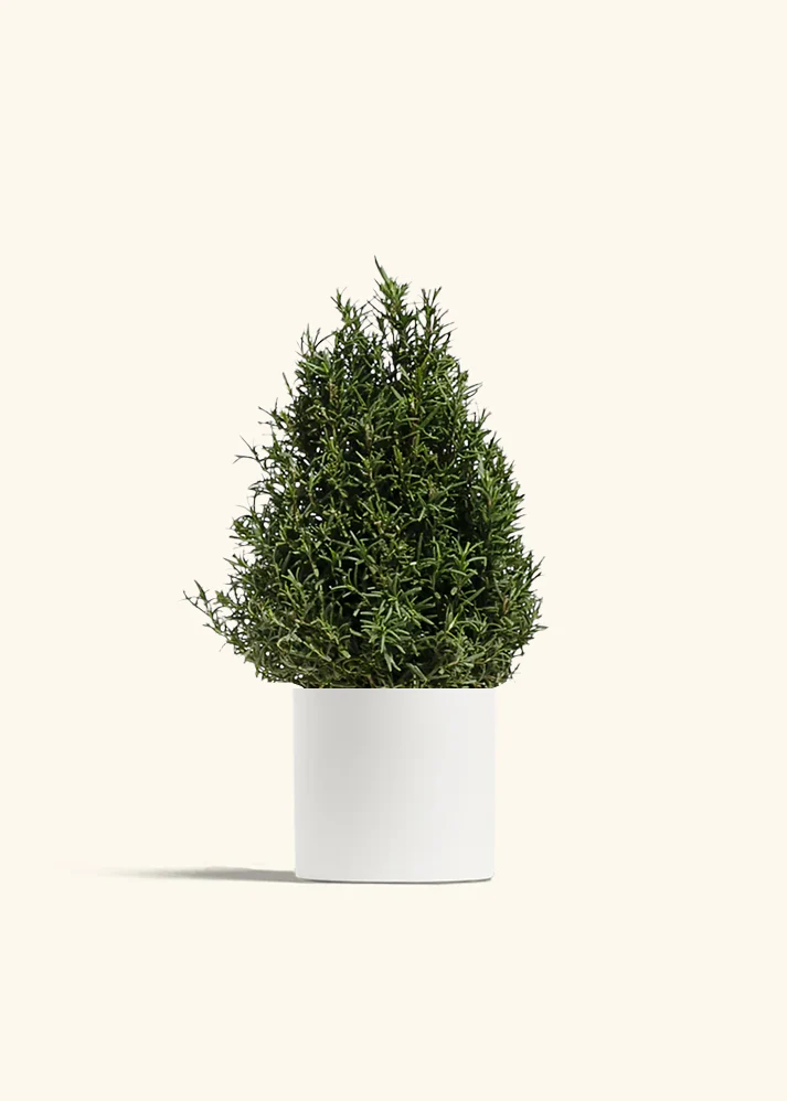 Rosemary Christmas Tree - Image 3