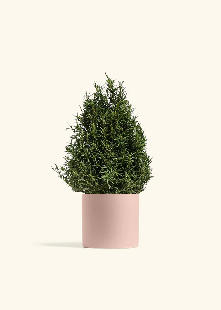 Rosemary Christmas Tree - Image 4